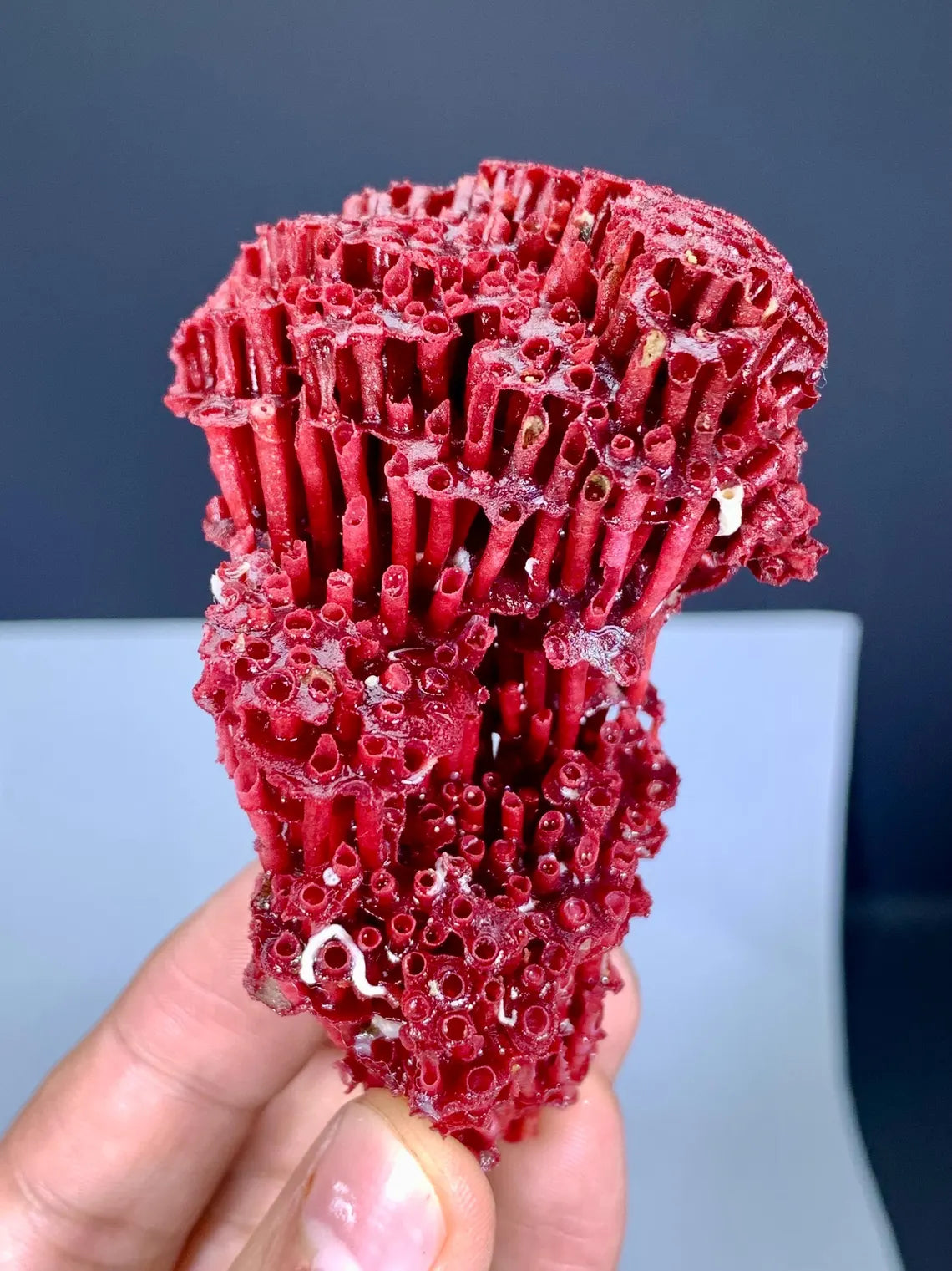 Unique Shape Red Coral Specimen - 27 gram