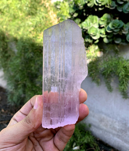Tansparent Pink Fluorescent Kunzite Crystal From Afghnaistan - 171 Gram