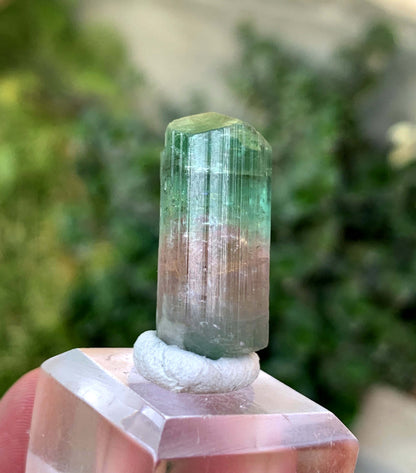 Natural Bi COlor tourmaline Crystal From Afghanistan 39.50 Carats