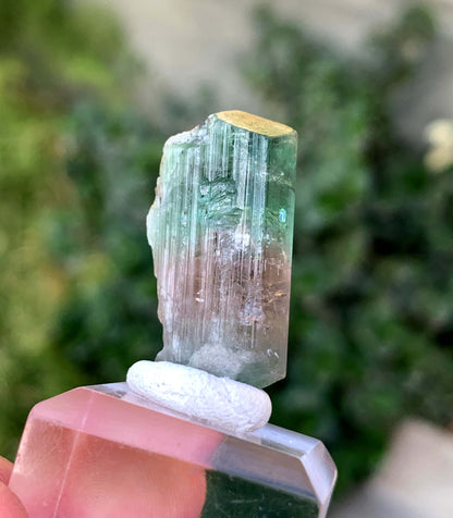 Natural Bi COlor tourmaline Crystal From Afghanistan 39.50 Carats