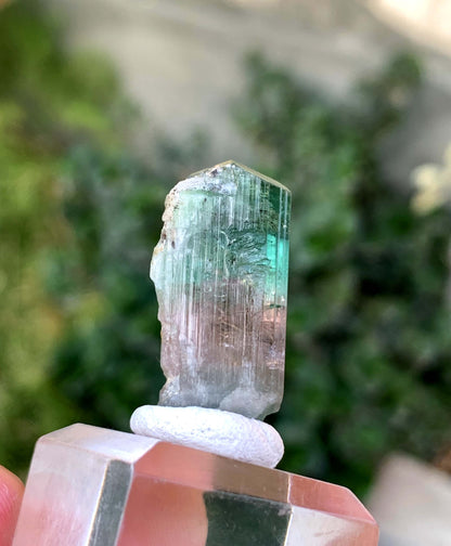 Natural Bi COlor tourmaline Crystal From Afghanistan 39.50 Carats