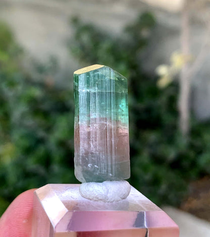 Natural Bi COlor tourmaline Crystal From Afghanistan 39.50 Carats
