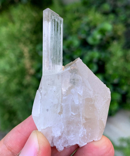 Natural Terminated Yellow Triphane Kunzite On Quartz From Afghanistan
