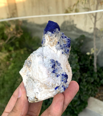 Ink Blue Lapis LAzurite WIth Golden Pyrite From Afghanistan 432 Gram