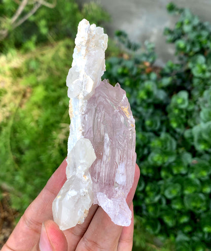 Mountain Shape Terminated Fluorescent pink Kunzite Crystal With Quartz From Afghanistan