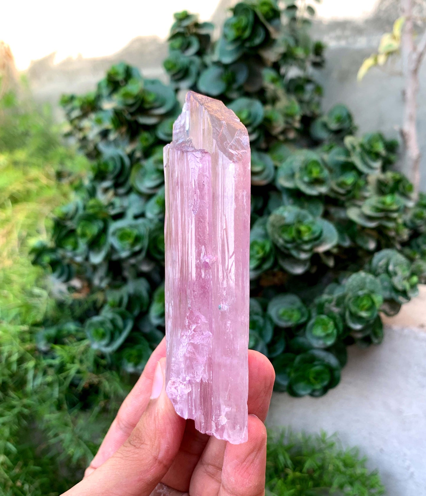 Terminated Pink Kunzite Crystal From Afghanistan - 197 Gram
