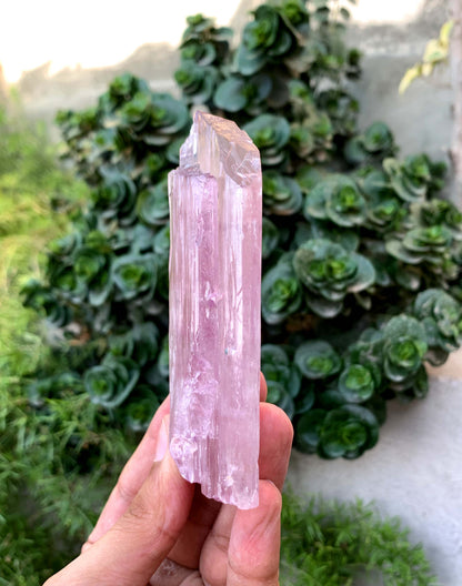 Terminated Pink Kunzite Crystal From Afghanistan - 197 Gram