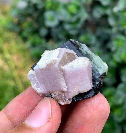 Fluorescent Pink Apatite Crystal With Tourmaline From Pakistan