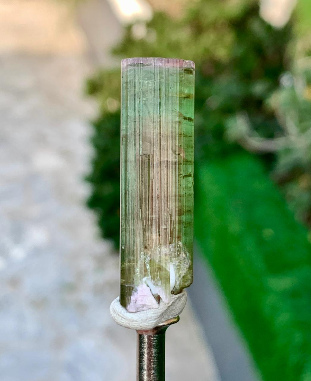 Watermelon Tourmaline Crystal from Afghanistan - 59.60 cts