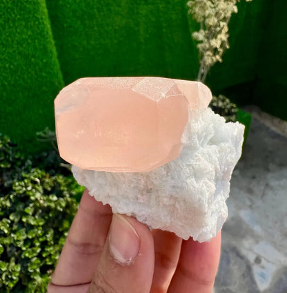 Pink Morganite on white Cleavelandite Albite from Dara e Pech Afghanistan - 211 grams