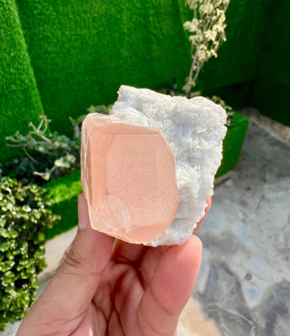 Pink Morganite on white Cleavelandite Albite from Dara e Pech Afghanistan - 211 grams