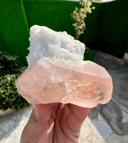 Pink Morganite on white Cleavelandite Albite from Dara e Pech Afghanistan - 211 grams