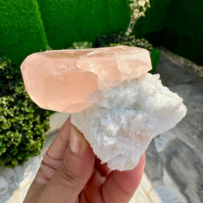 Pink Morganite on white Cleavelandite Albite from Dara e Pech Afghanistan - 211 grams