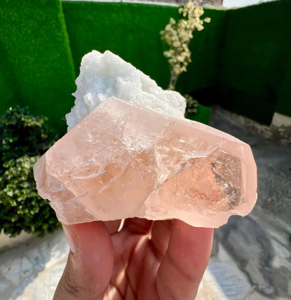 Pink Morganite on white Cleavelandite Albite from Dara e Pech Afghanistan - 211 grams