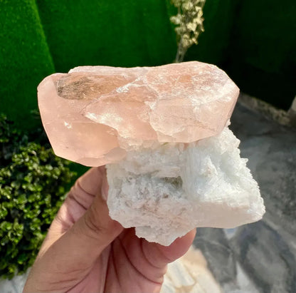 Pink Morganite on white Cleavelandite Albite from Dara e Pech Afghanistan - 211 grams