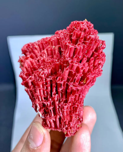 Red Coral Specimen - 36 gram