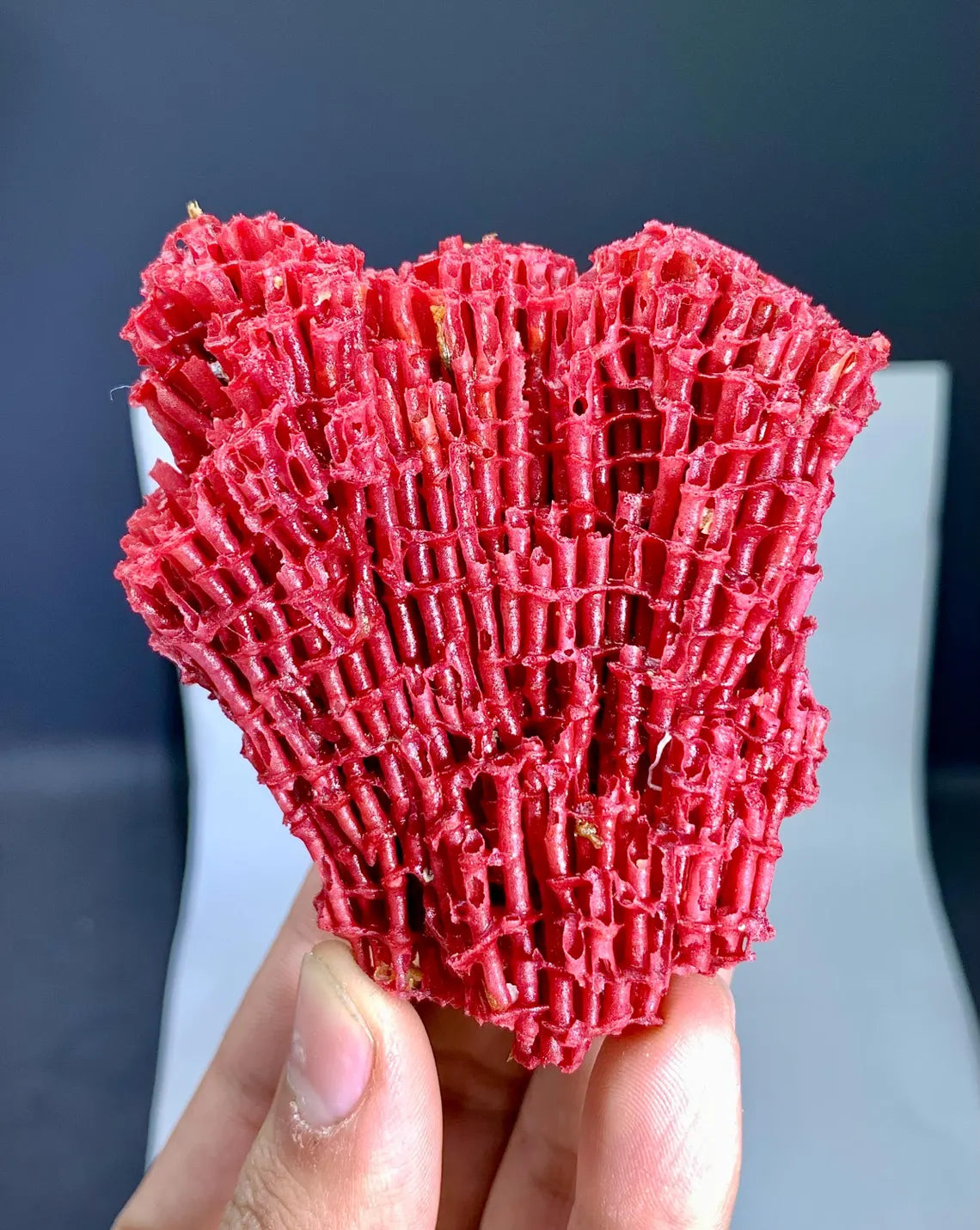 Red Coral Specimen - 36 gram
