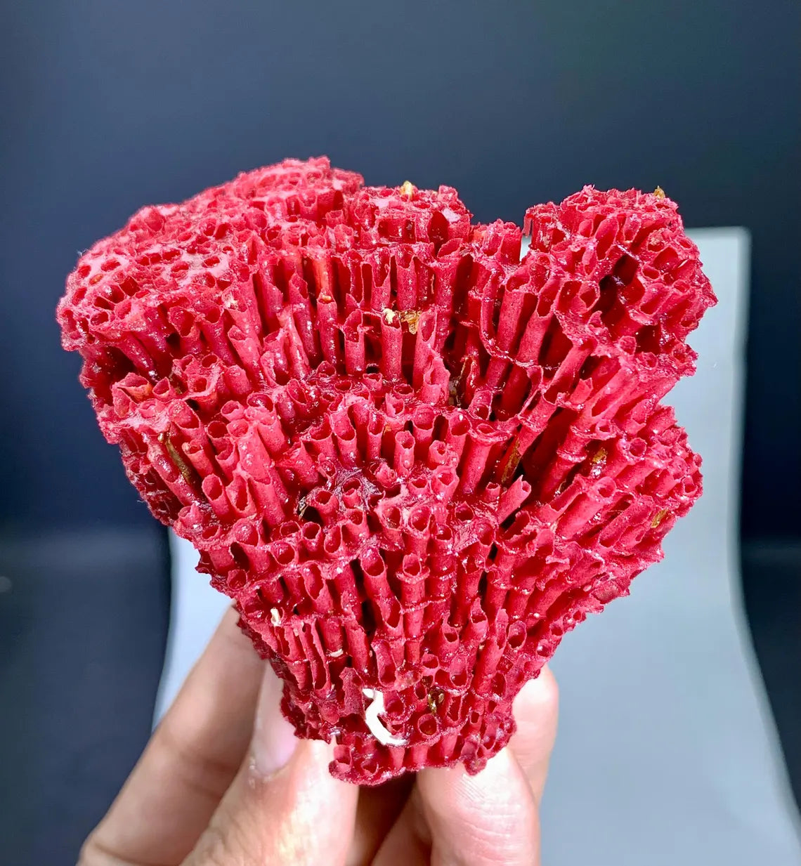 Red Coral Specimen - 36 gram
