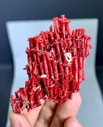 Red Coral Specimen - 17 gram