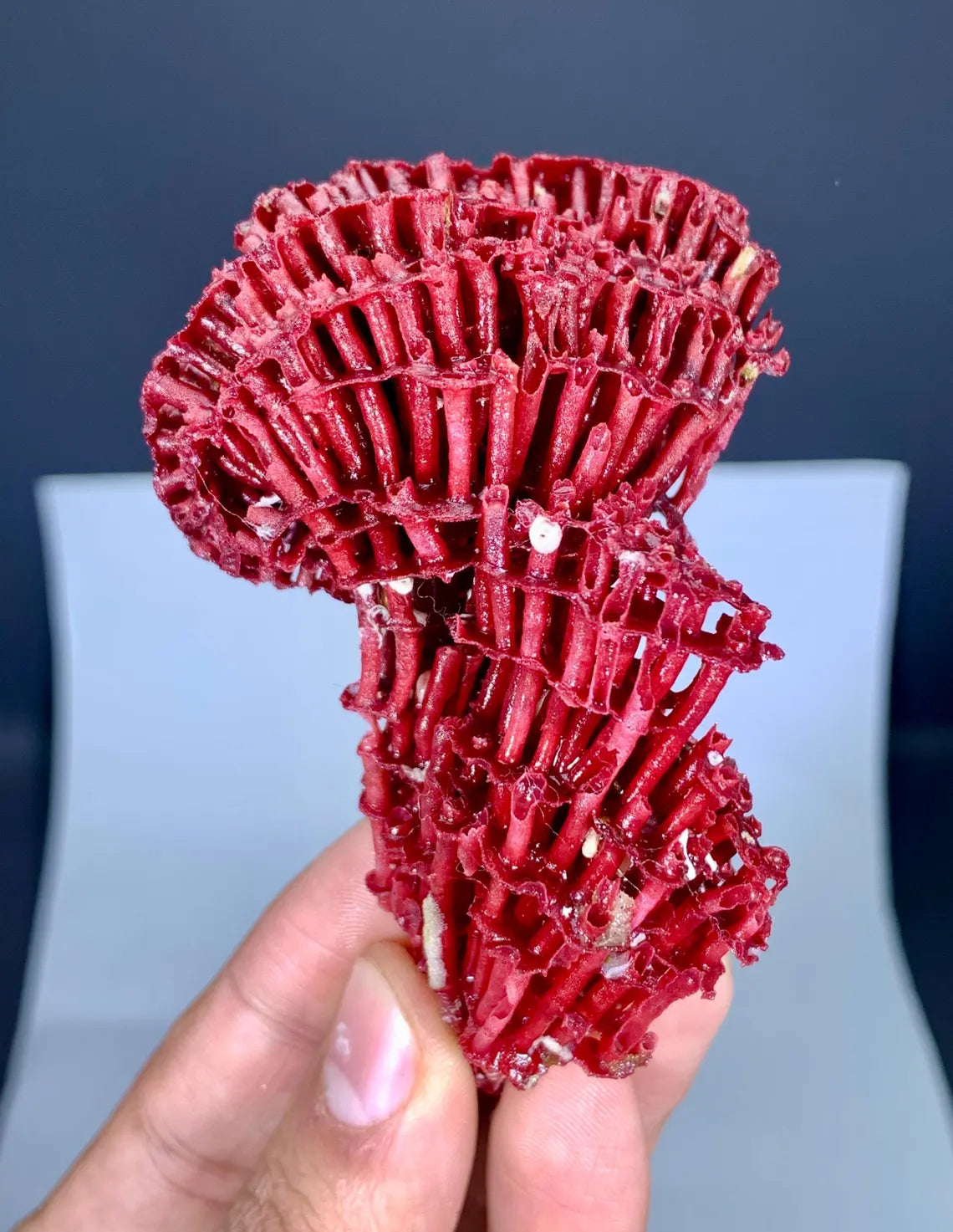 Unique Shape Red Coral Specimen - 27 gram