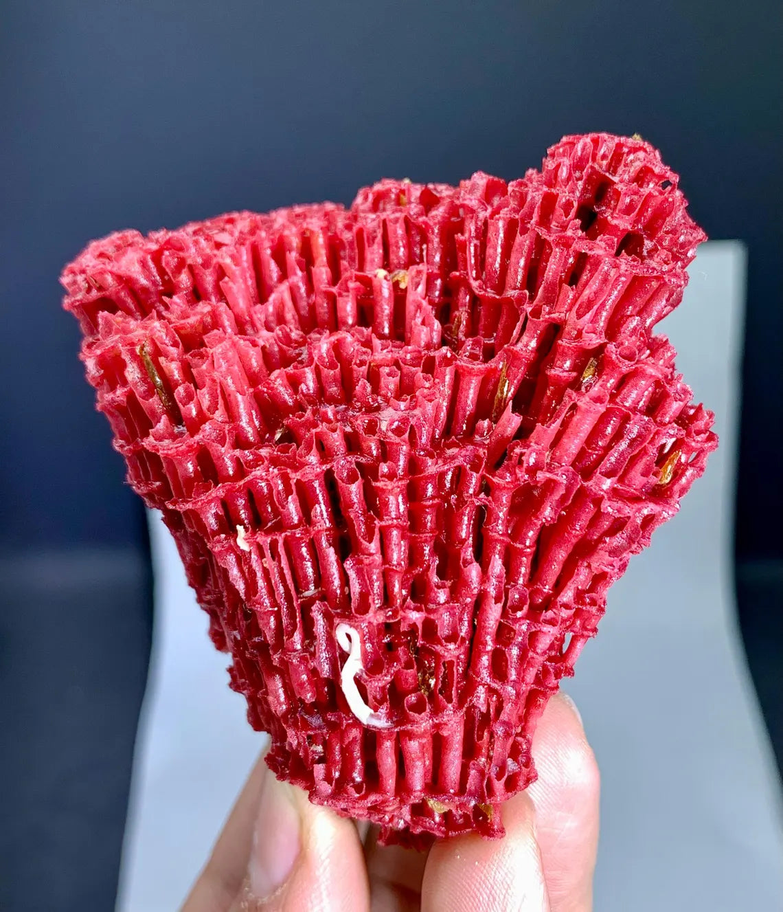 Red Coral Specimen - 36 gram