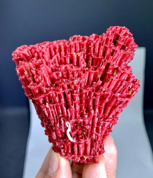 Red Coral Specimen - 36 gram