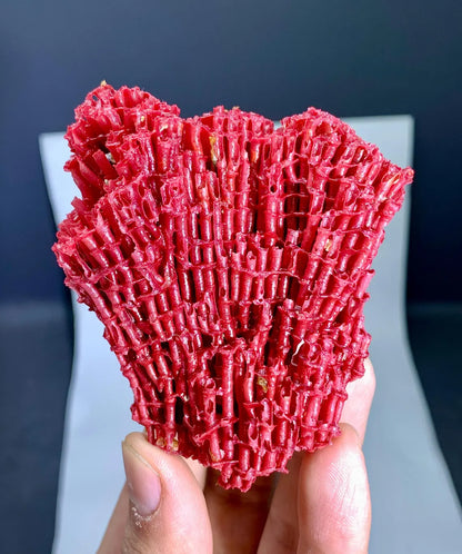 Red Coral Specimen - 36 gram