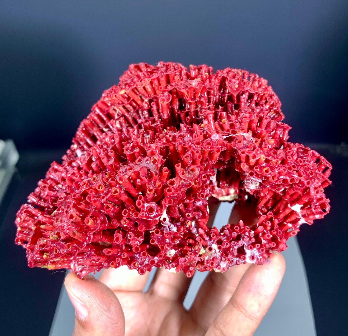 Red Coral Specimen - 111 gram