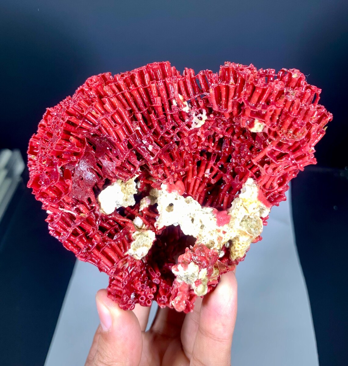 Red Coral Specimen - 111 gram