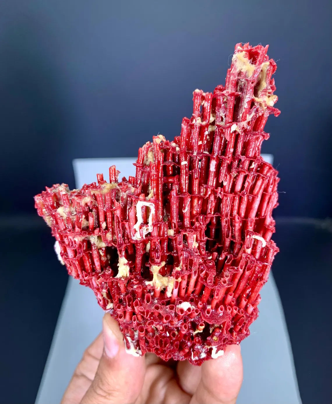 Natural Red Coral Specimen - 55 gram
