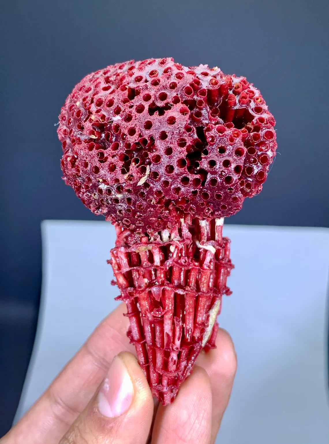 Unique Shape Red Coral Specimen - 27 gram
