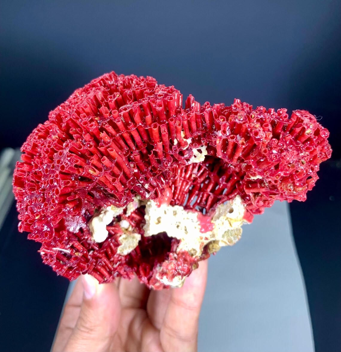 Red Coral Specimen - 111 gram