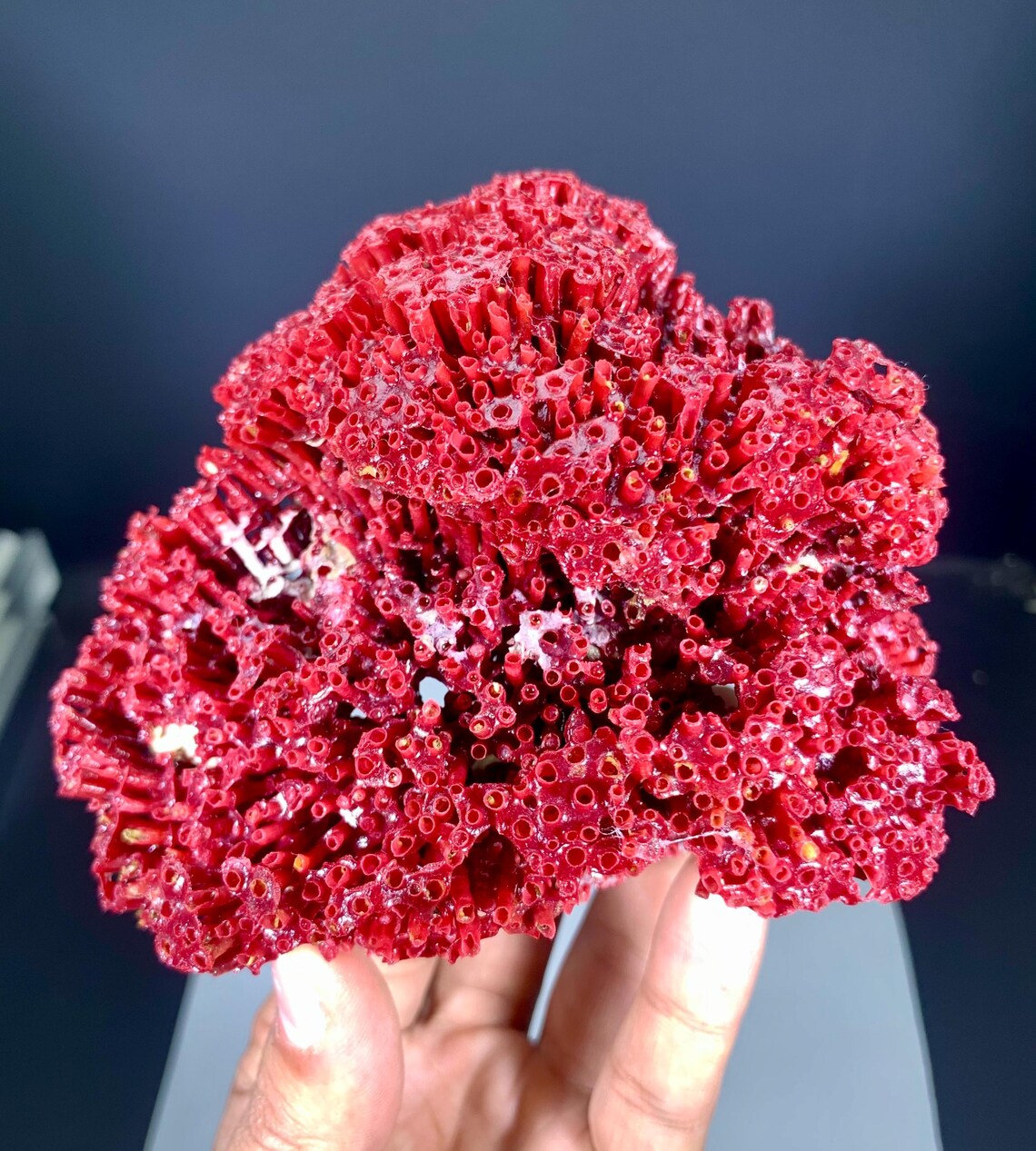 Red Coral Specimen - 111 gram