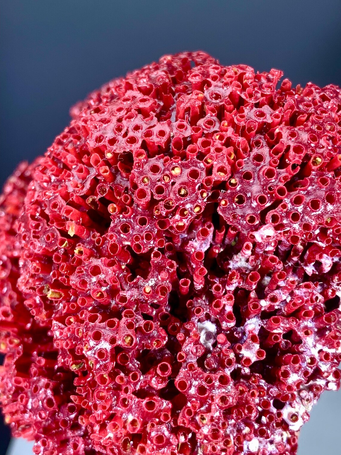 Red Coral Specimen - 111 gram