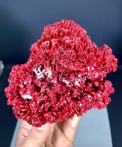 Red Coral Specimen - 111 gram