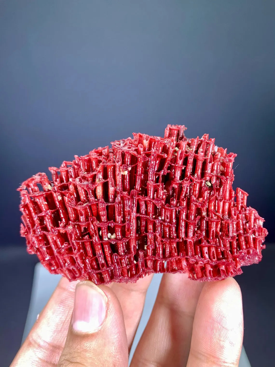 Natural Red Coral Specimen - 26 gram
