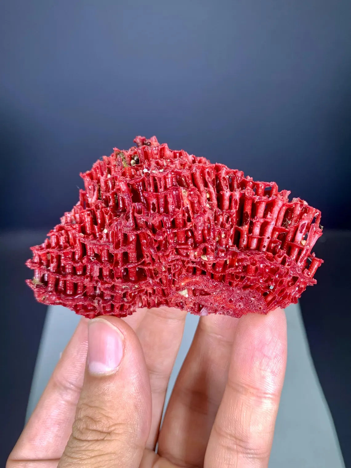 Natural Red Coral Specimen - 26 gram