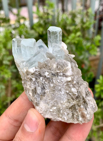 Aquamarine Cluster on Mica from Nagar valley Pakistan - 103 grams