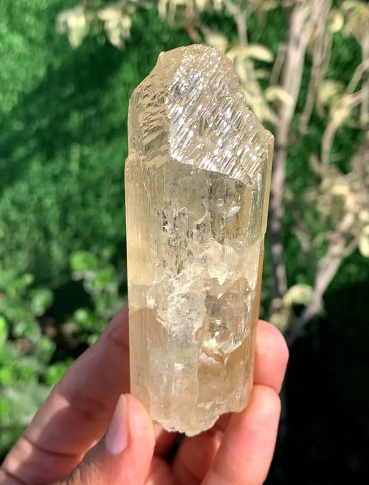 Fluorescent Yellow Triphane Kunzite from Afghanistan - 204 Gram