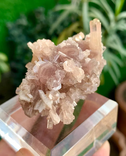 Orange Pink Tourmaline Cluster on Lepidolite from Afghanistan - 59 Gram