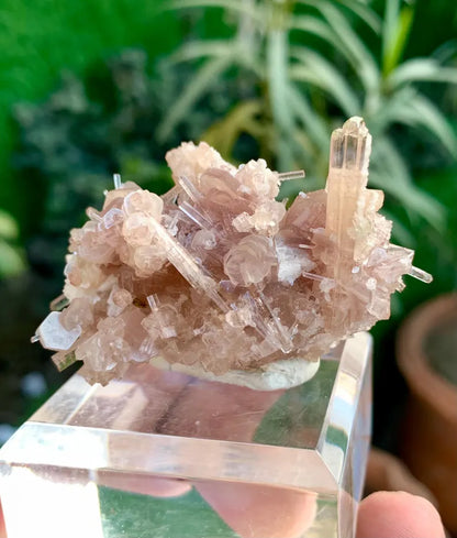 Orange Pink Tourmaline Cluster on Lepidolite from Afghanistan - 59 Gram