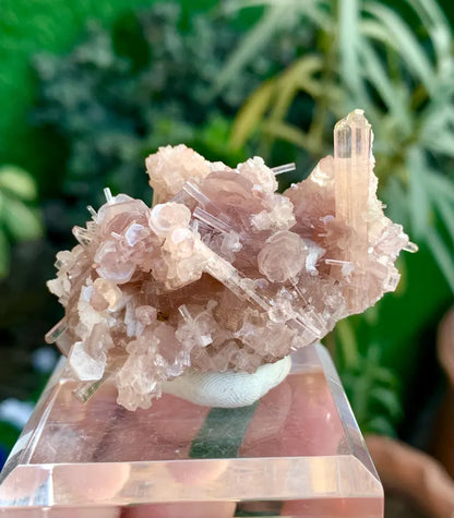 Orange Pink Tourmaline Cluster on Lepidolite from Afghanistan - 59 Gram