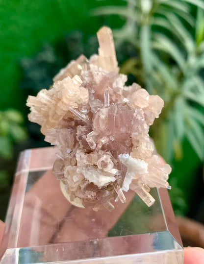 Orange Pink Tourmaline Cluster on Lepidolite from Afghanistan - 59 Gram