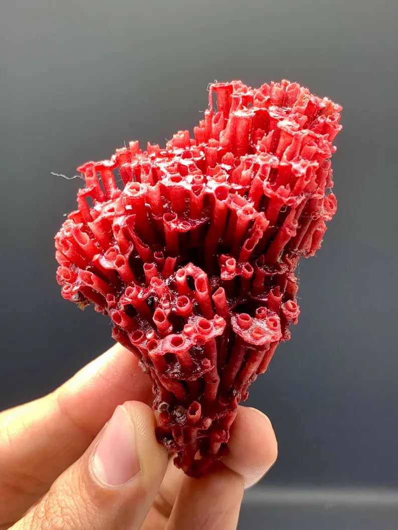 Unique Shape Natural Red Coral - 20 Gram
