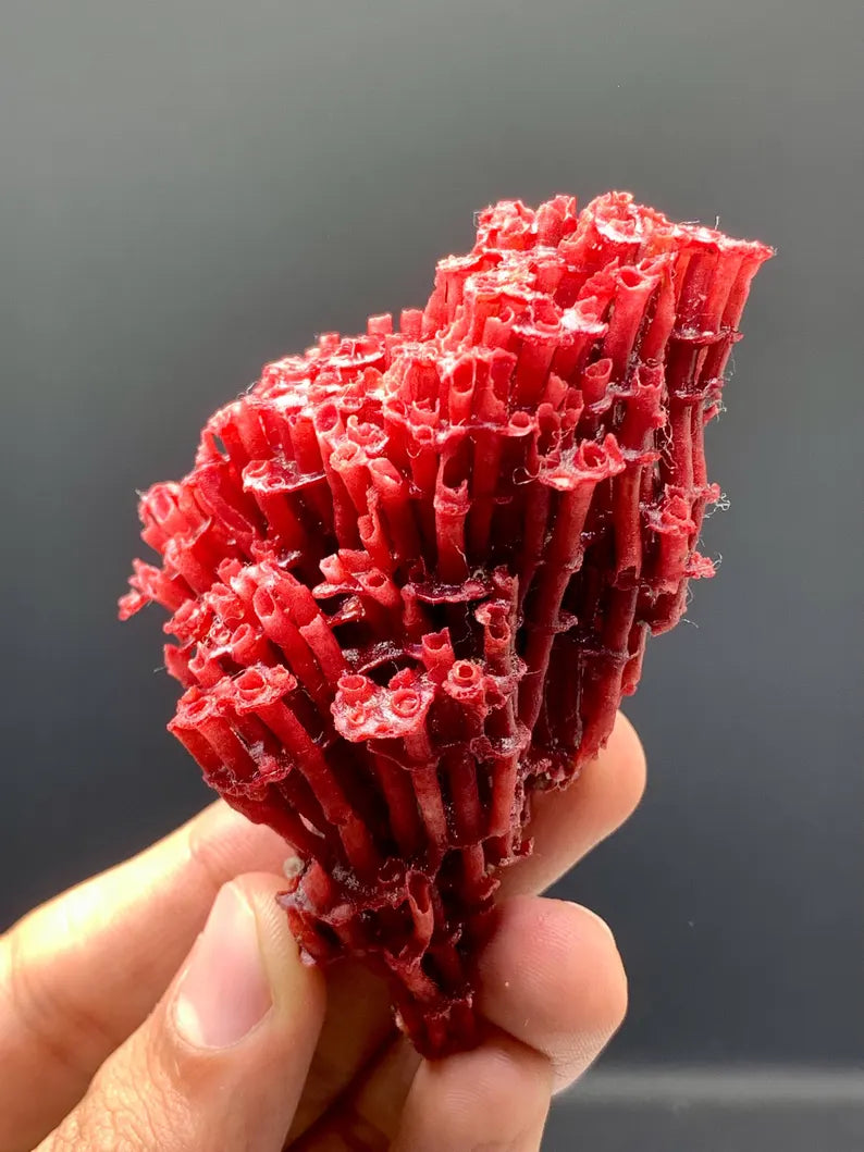 Unique Shape Natural Red Coral - 20 Gram