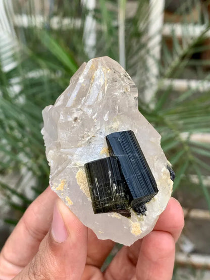 Twinned Black Tourmaline Crystals on Quartz from Pakistan - 102 Gram