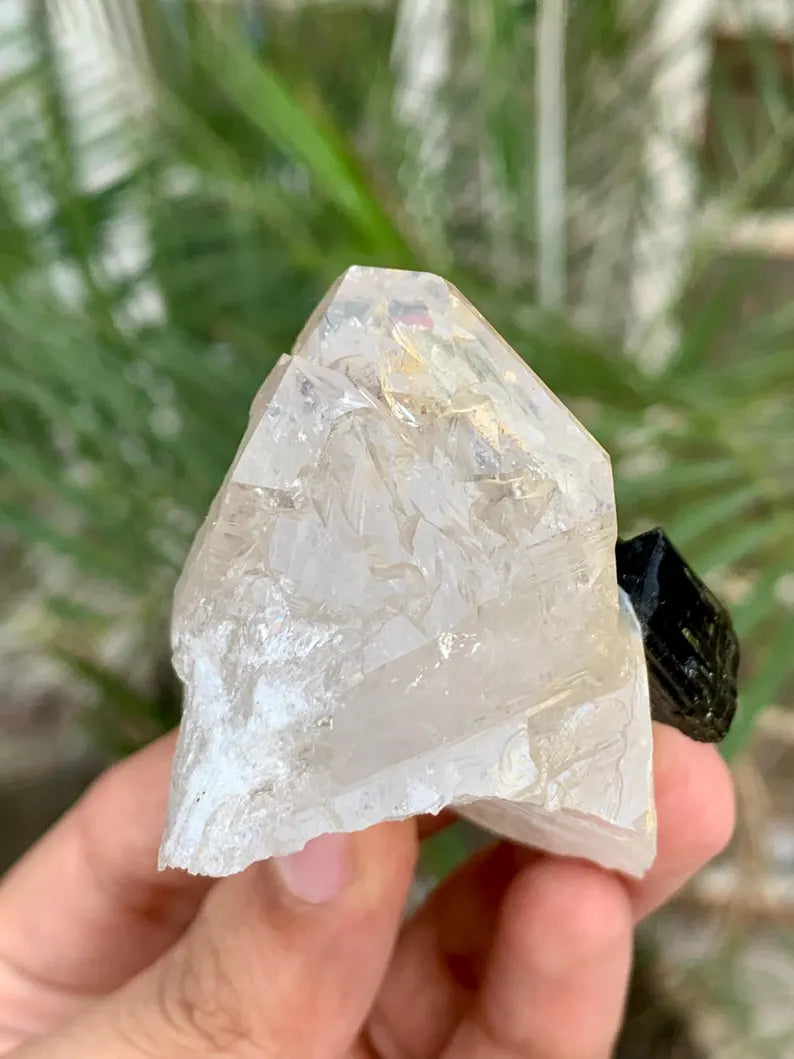 Twinned Black Tourmaline Crystals on Quartz from Pakistan - 102 Gram