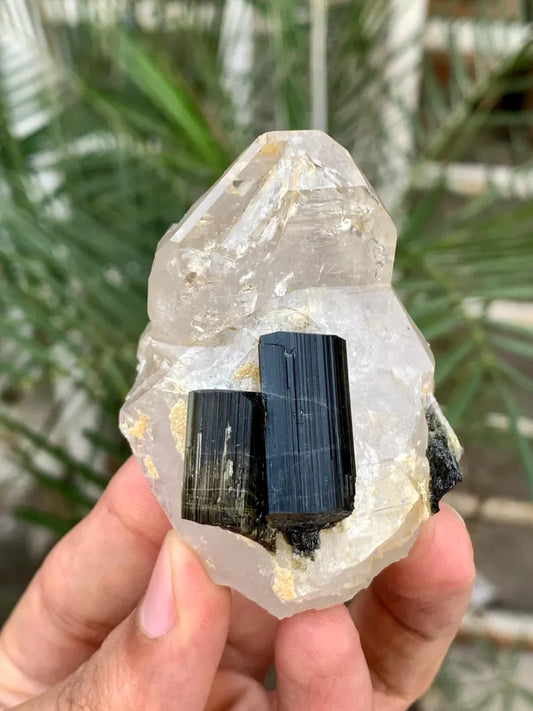 Twinned Black Tourmaline Crystals on Quartz from Pakistan - 102 Gram