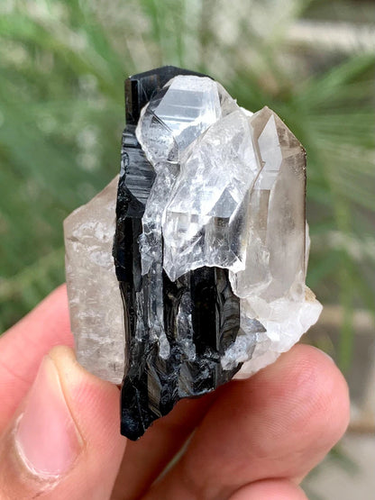 Schorl Black Tourmaline with Quartz combined Specimen from Pakistan - 39 Gram