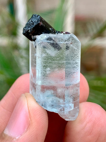 Transparent Blue Aquamarine with Black Tourmaline Combined Specimen from Pakistan - 55.00 Carats